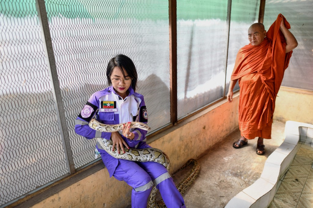 "Amo a las culebras porque no son engañosas", dijo Shwe Lei, la princesa de las serpientes. | AFP