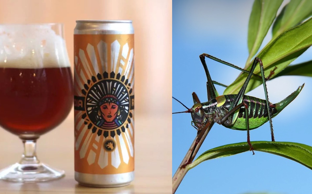 Cervezas hechas a base de grillos| especial