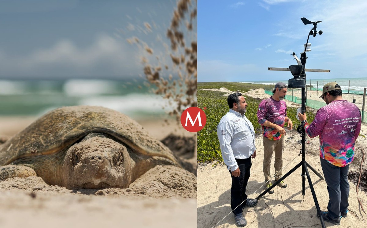 Instalan antenas para proteger huevos de tortugas lora en Tamaulipas