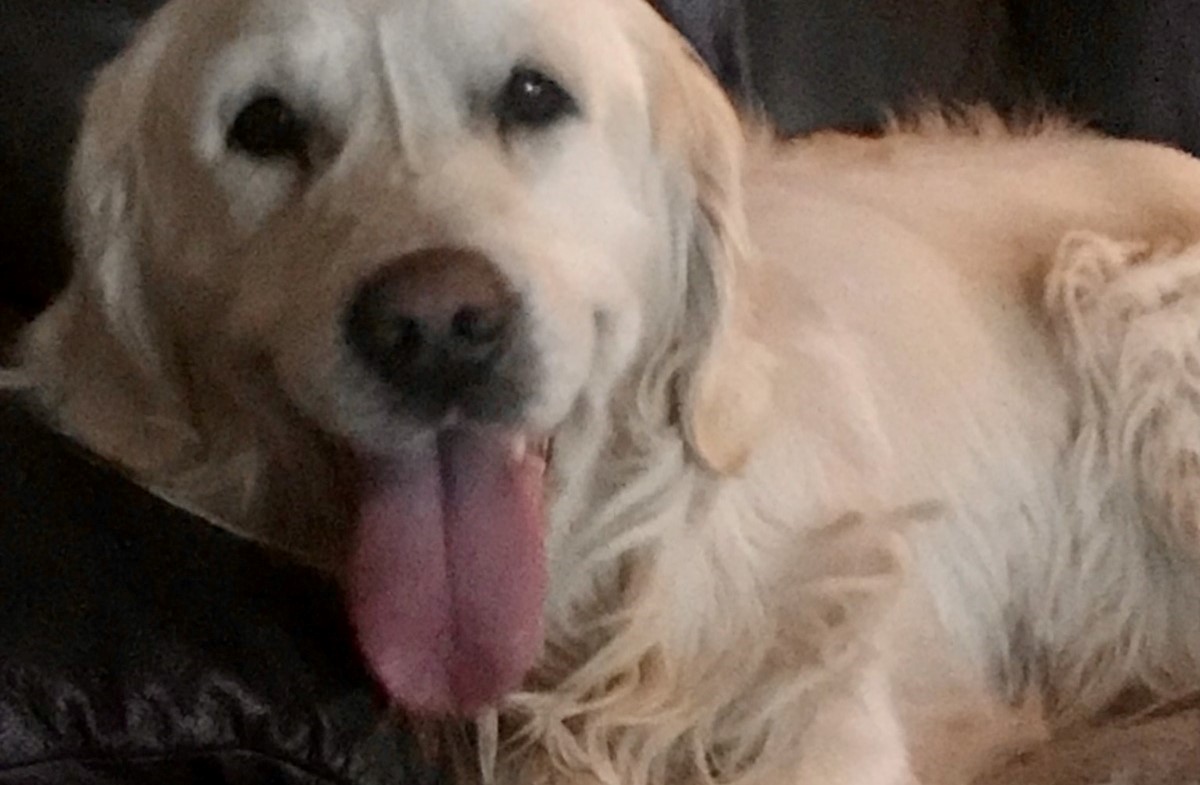 Cooper huyó de su nuevo hogar a apenas una hora de haber llegado. | Facebook Nigel Fleming