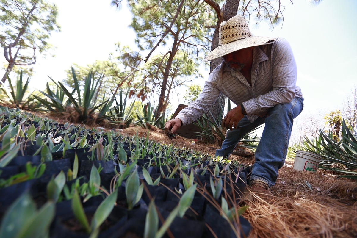La producción de la Raicilla ha beneficiado a jóvenes de Jalisco con oportunidades de trabajo. | Especial