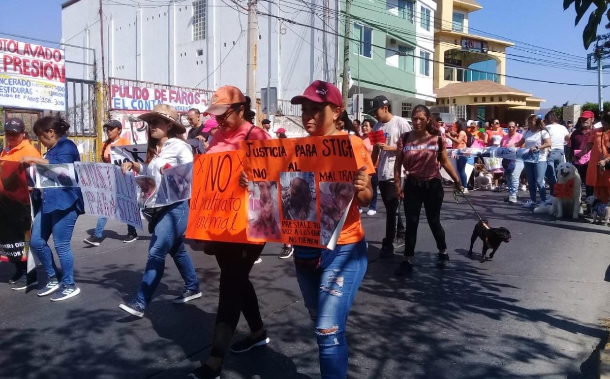 En Guerrero, piden justicia para 'Stich', perro golpeado por comerse un pan | Rogelio Agustín