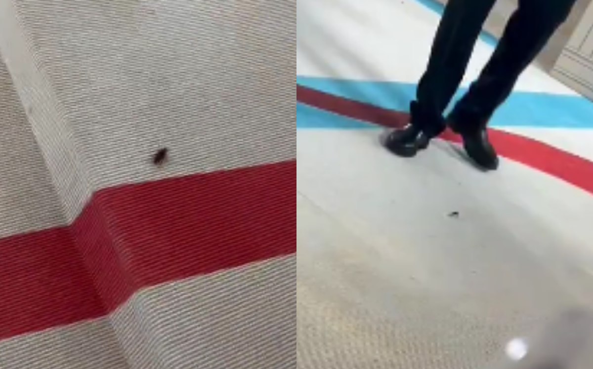 Cucaracha en MET Gala | Captura