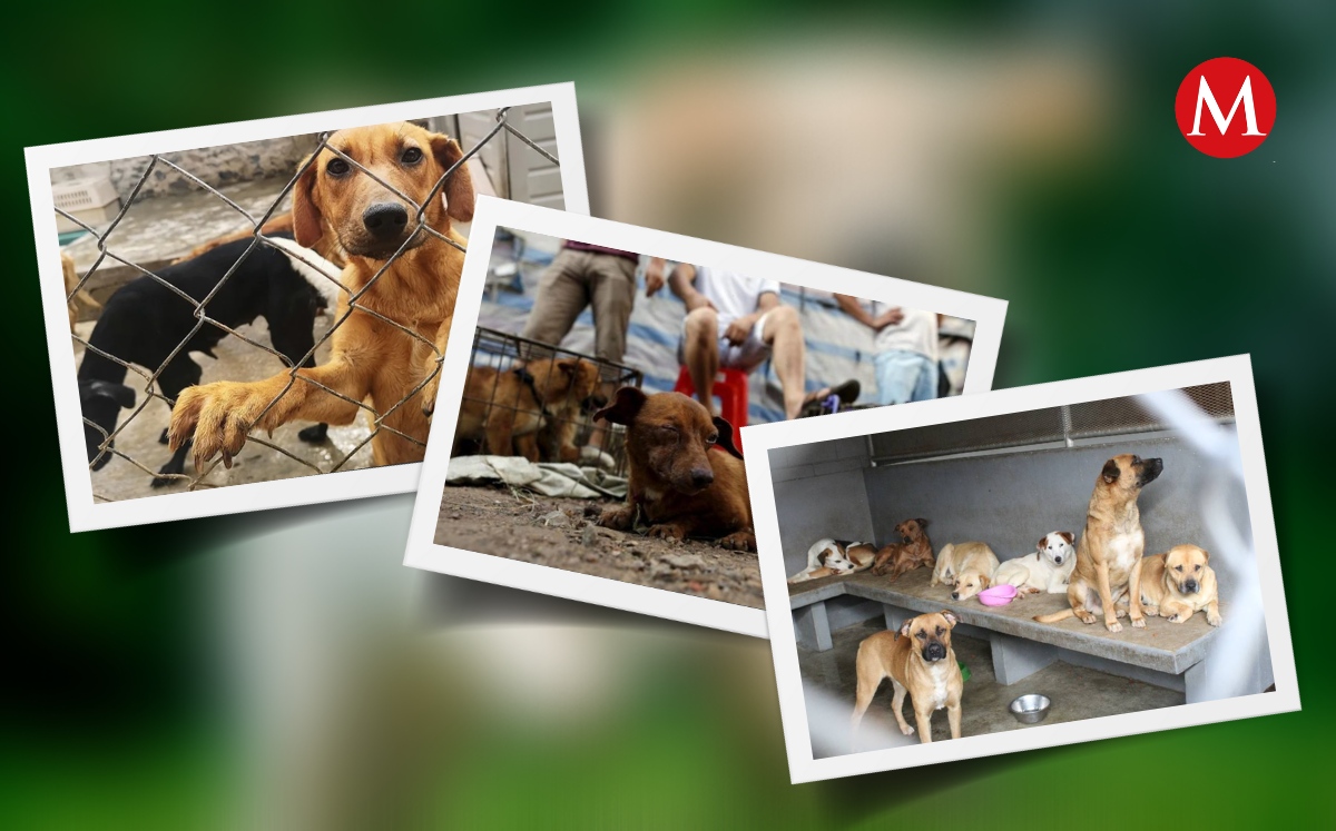 El maltrato animal es un delito | Especial