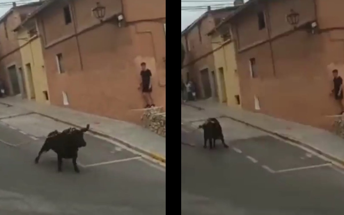 Toro cae a precipicio en España. | ESPECIAL