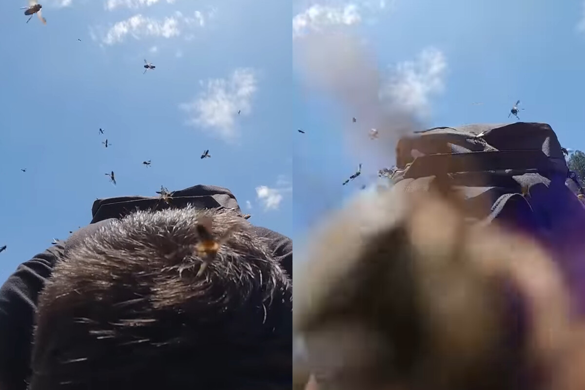 Colmenas de abejas atacan a turistas y todo quedó grabado