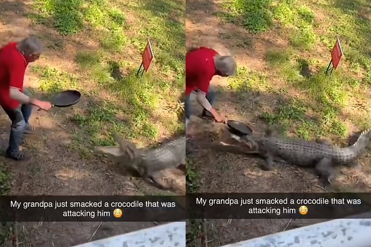 Abuelo le da sartenazos a un COCODRILO en su jardín para ahuyentarlo | VIDEO