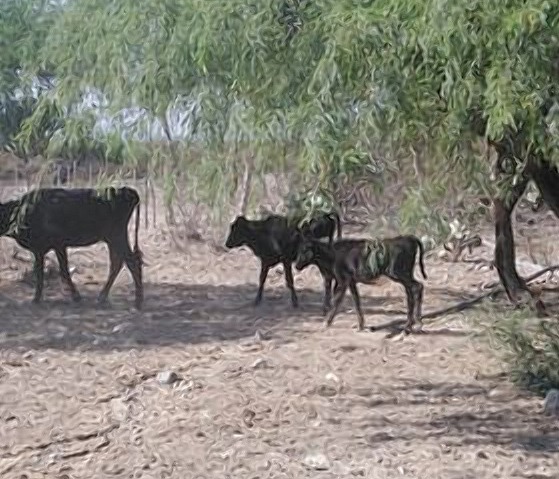 El poco ganado que hay en el ejido Presa Maltos, en Doctor Arroyo,  se encuentra flaco por la falta de agua y de alimento. Especial