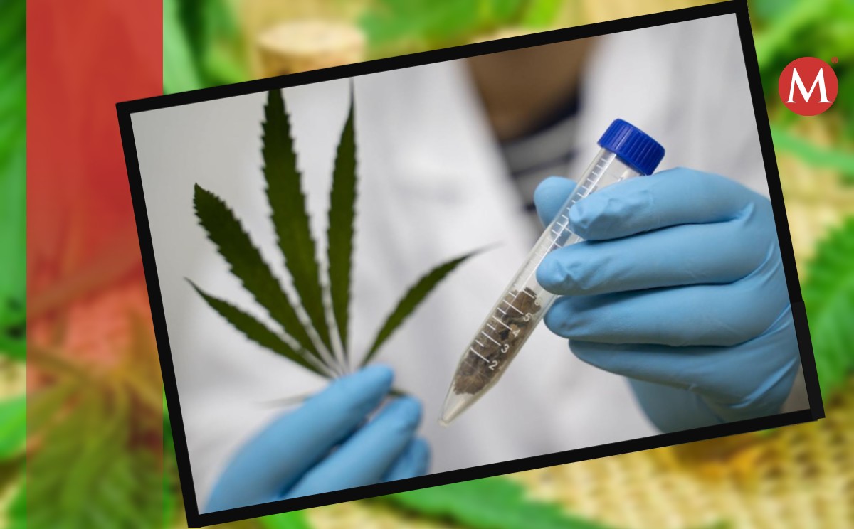 Gestionan uso de cannabis para fines médico en Tampico