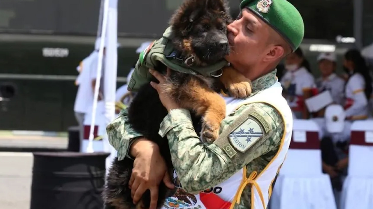 Así nombró Sedena al perrito rescatista donado por Turquía tras muerte de 'Proteo'
