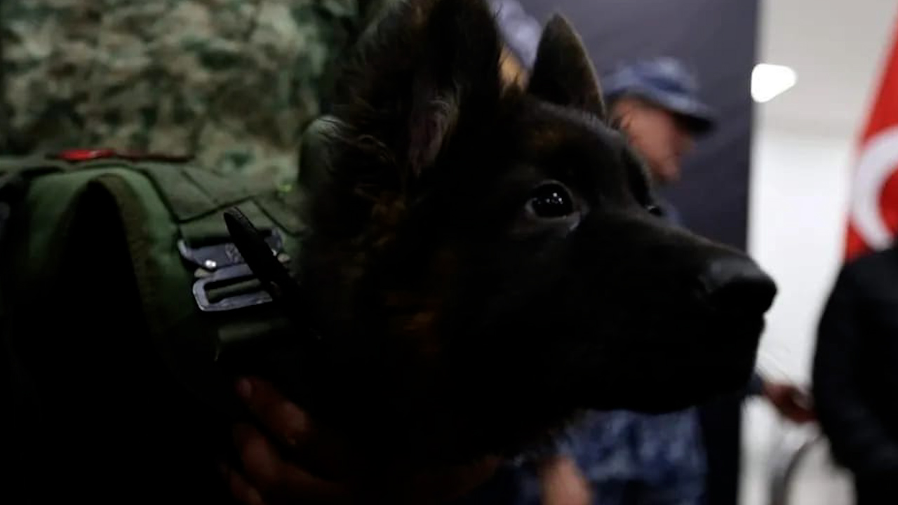 Sedena presenta a 'Arkadas', cachorro donado por el gobierno de Turquía