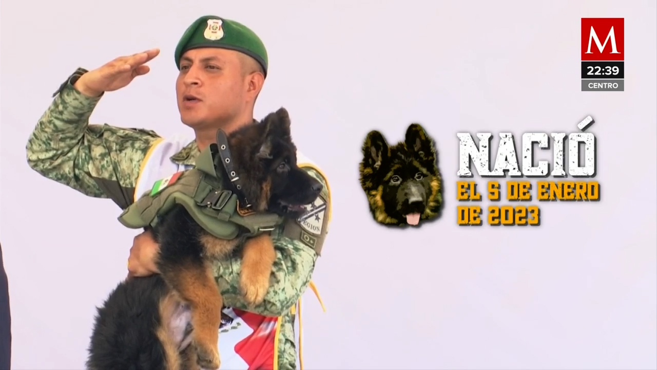 "Arkadas" es el nuevo nombre del perro rescatista donado por Turquía