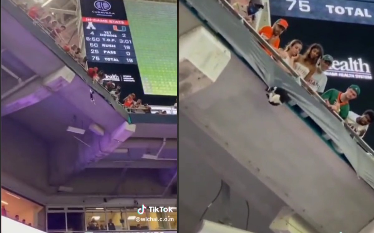 Gato cae de estadio | Captura