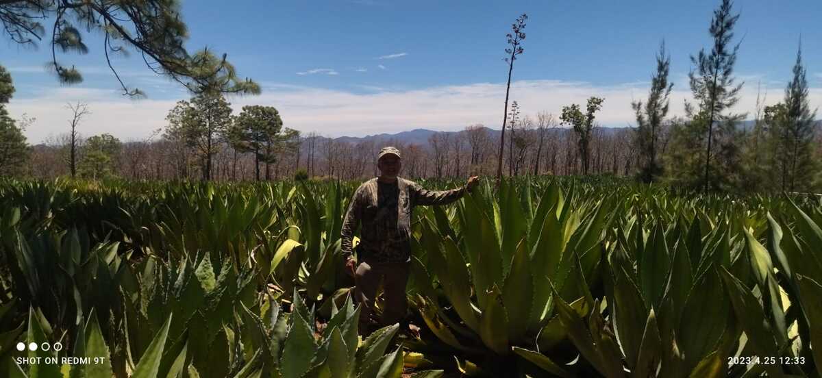 Los productores esperan que en los próximos meses se apruebe la legislación respectiva. (Dalia Rojas)