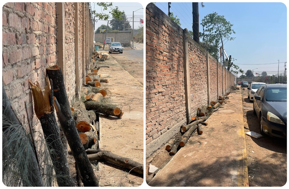 Denuncian mala planeación de proyecto  de tala de árboles en Tlajomulco (Karla Victoria Rodríguez)