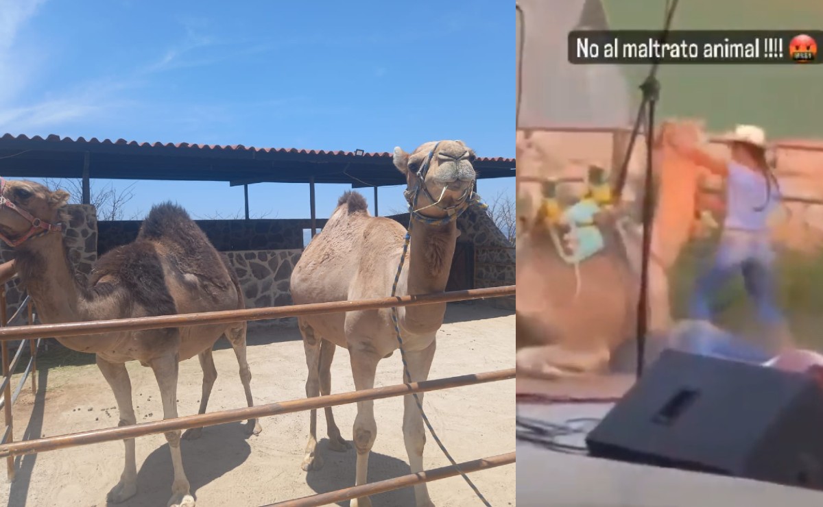 Tras video de golpes a dromedario, Profepa encuentra irregularidades en manejo de especies (@PROFEPA_Mx y Especial)