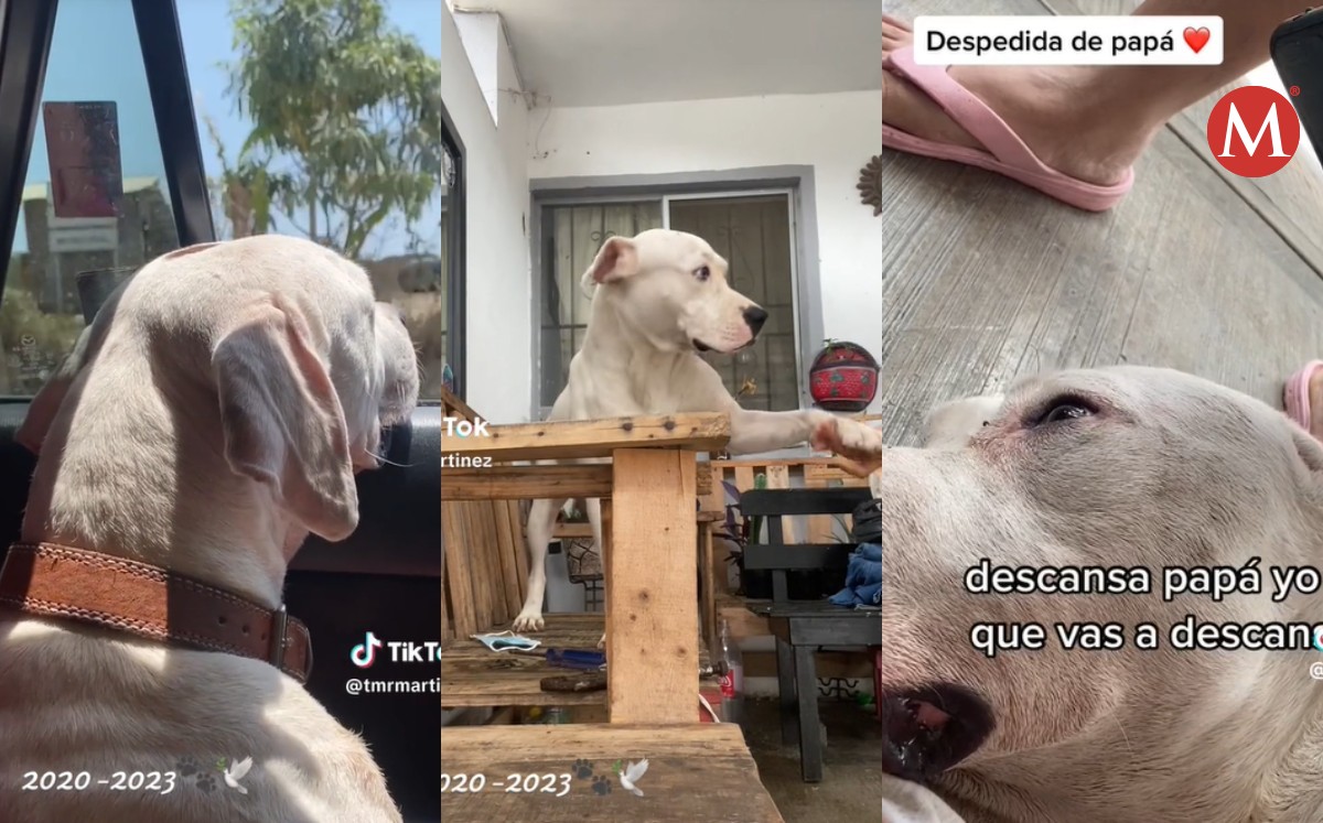 Le dan último adiós a perrito antes de morir | VIDEO se vuelve viral