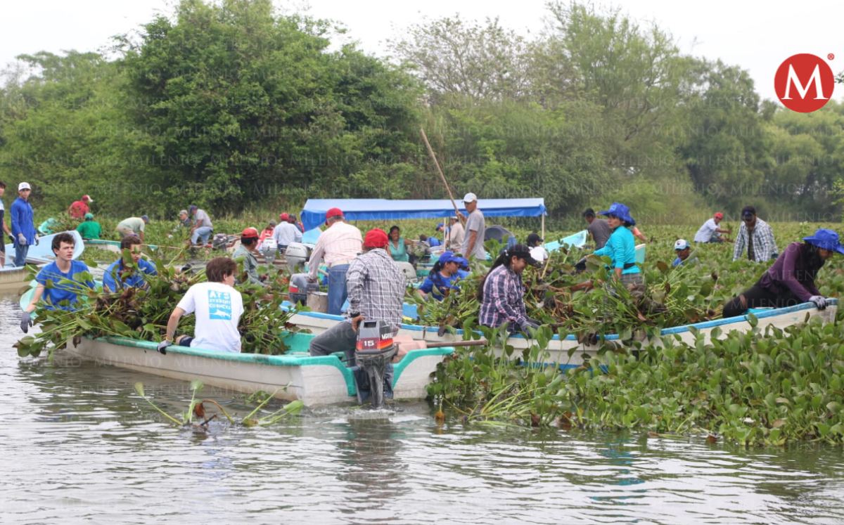 Limpieza de laguna La Escondida en Tampico, quitan lirio acuático. (Yazmín Sánchez)