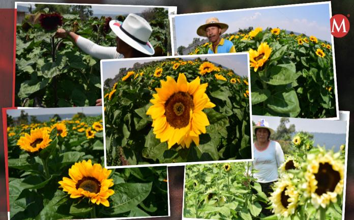 Productores de girasoles en Tula de Allende. (Francisco Villeda)