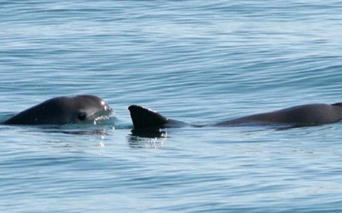 Viajará embarcación para conocer población actual de la Vaquita Marina. (Foto: Sea Shepherd)