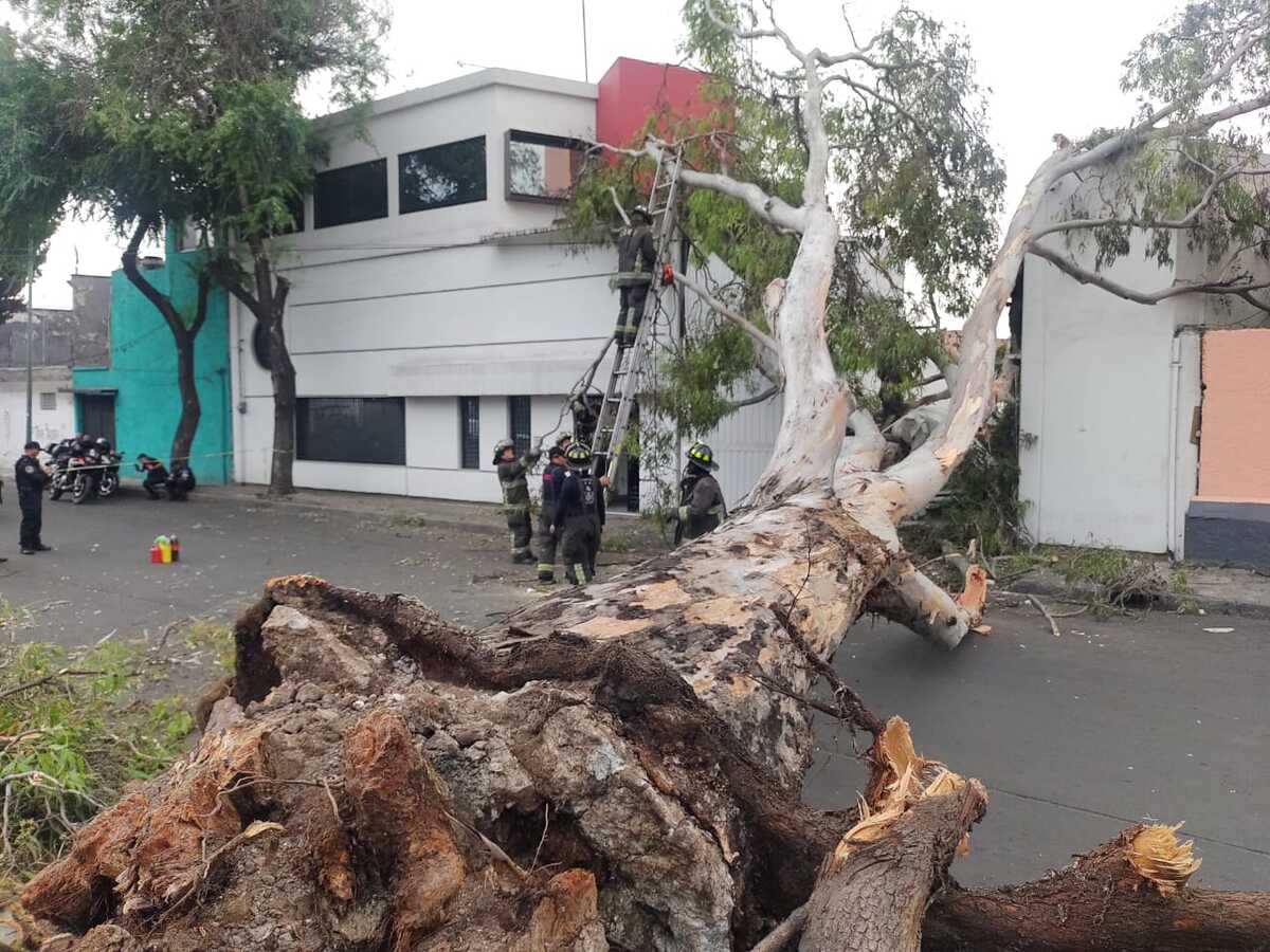 árbol cae sobre automóviles en la Cuauhtémoc.