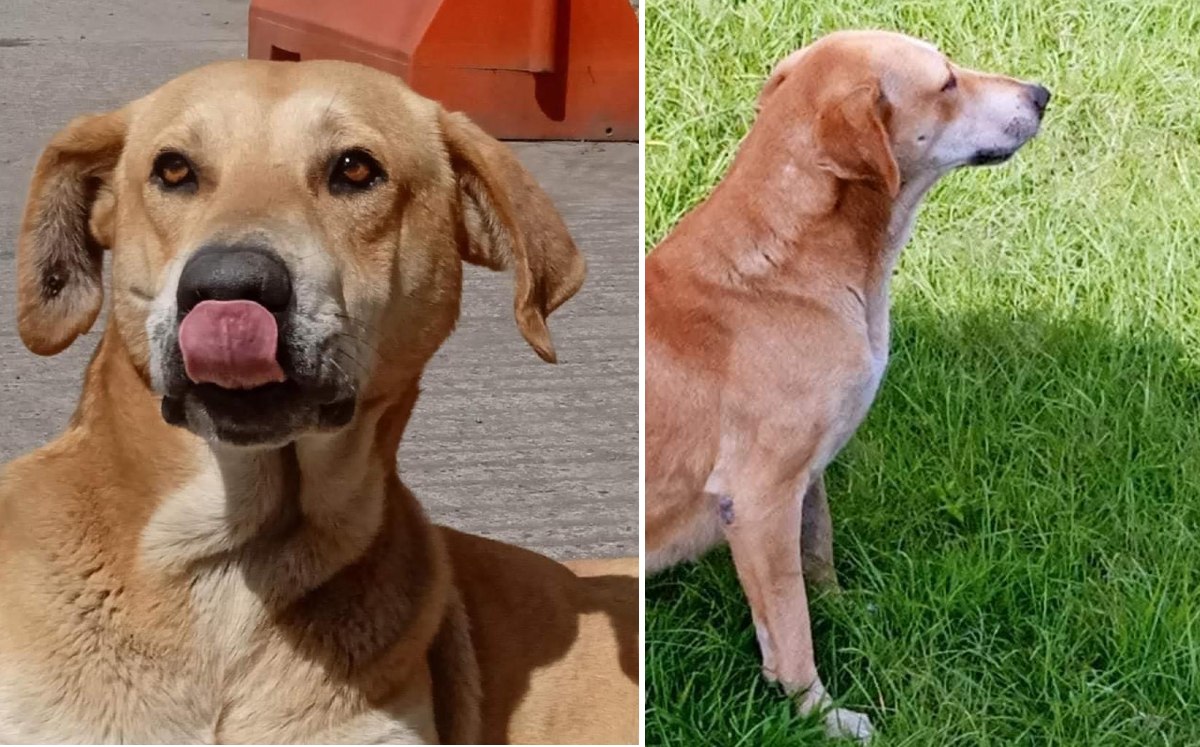 "Cobacho", perro mestizo mascota de estudiantes del Cobaev, identificado por su dueña como Espot (Especial)