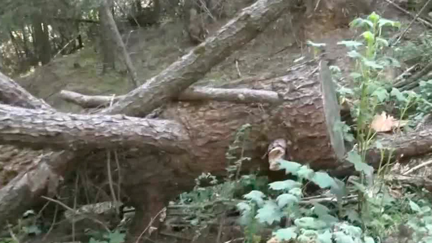 Grupos criminales talan ilegalmente árboles y rebasan a las autoridades | Milenio Hábitat