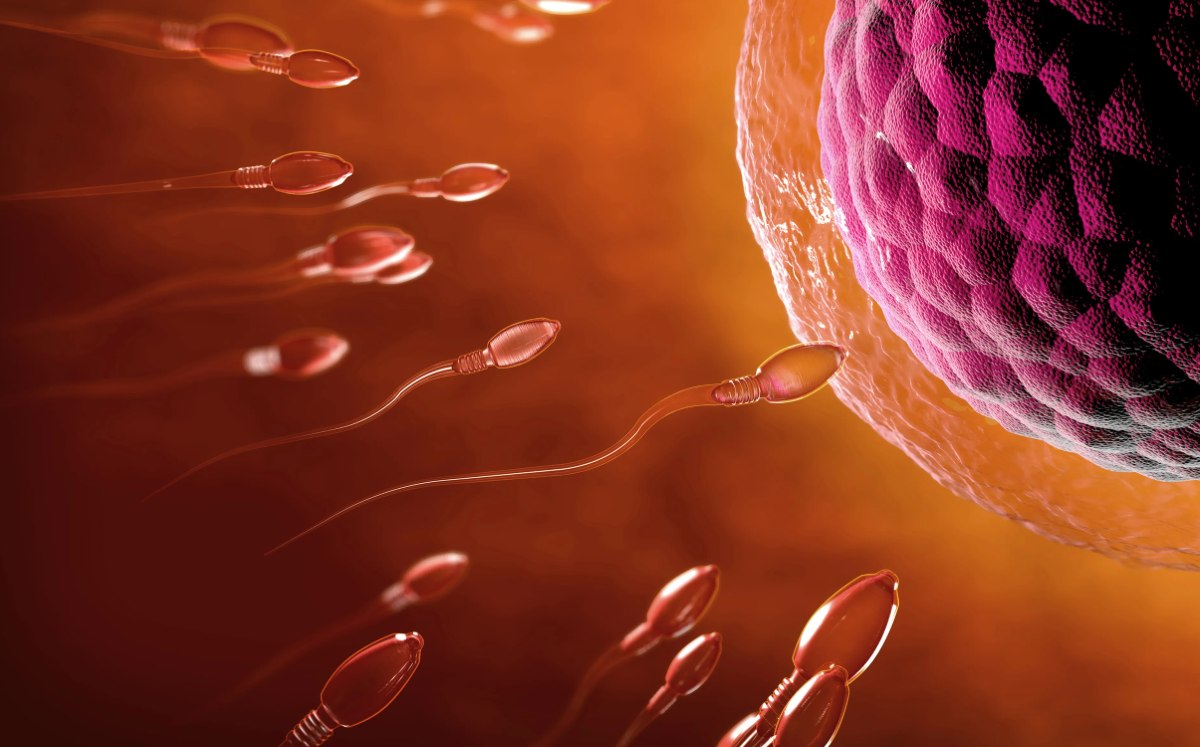 El espermatozoide más rápido no es el que fecunda al óvulo | Especial