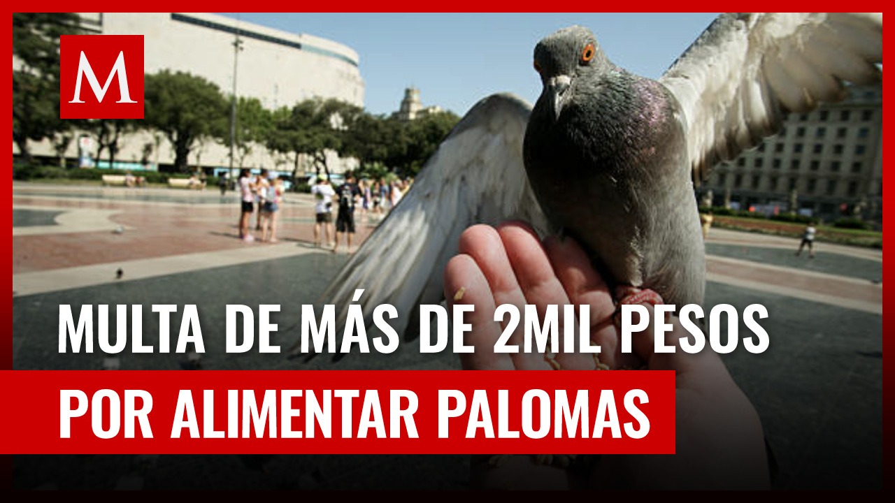 Multan a mujer con más de 2 mil pesos por alimentar a palomas desde el patio de su casa