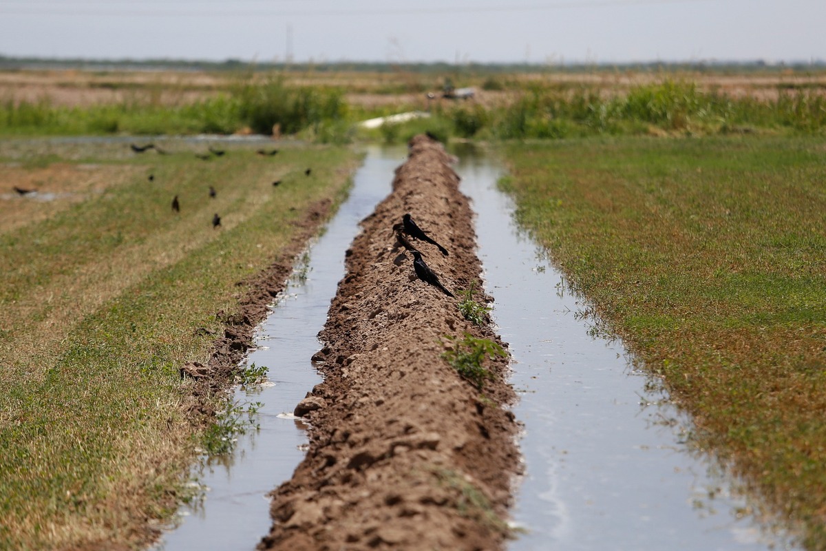 Indicó que aumentar el rendimiento agrícola se traduce en mayor absorción de CO2. ESPECIAL