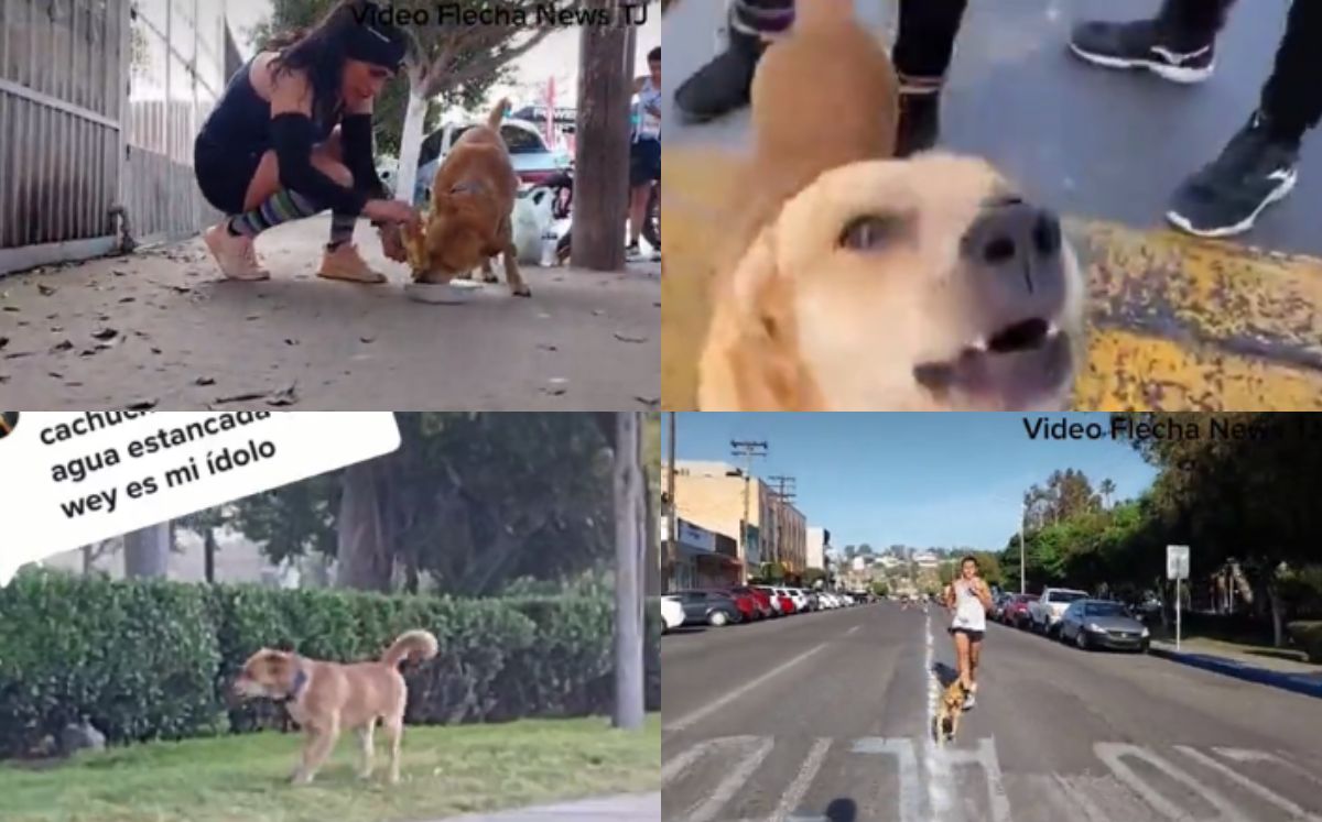 El Chicles, perro maratonista (Especial).