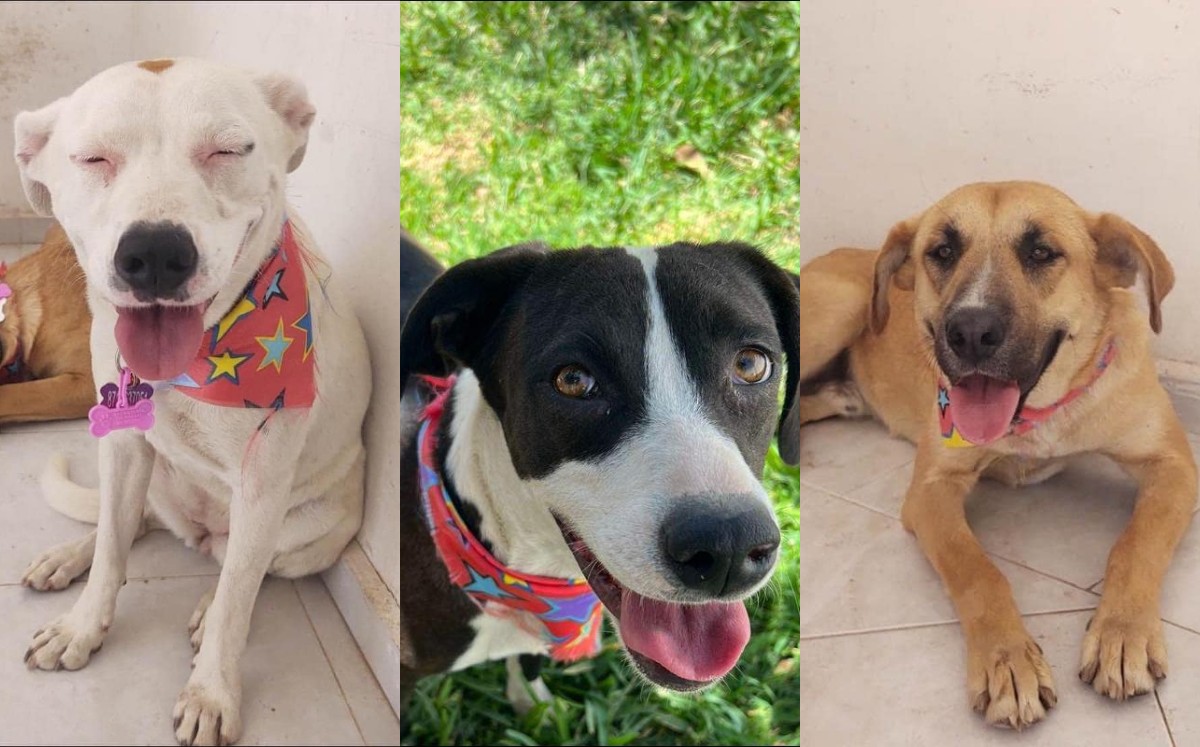 Perritos en adopción en Torreón. (Especial)