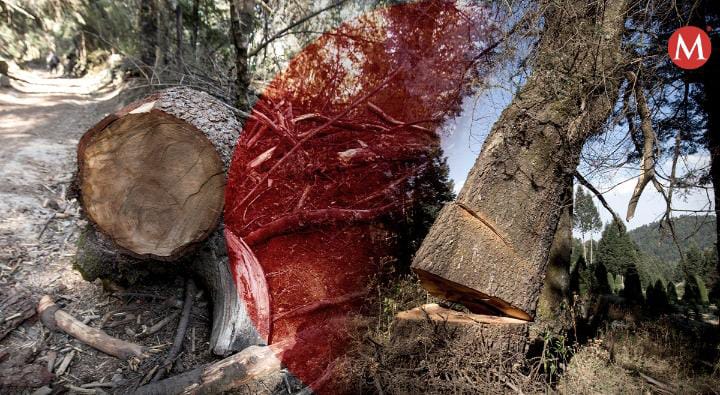 En Estado de México, denuncian tala de árboles