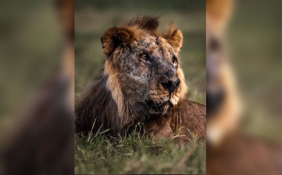 Loonkito, el león más longevo del mundo en estado salvaje | Nili Gudhka
