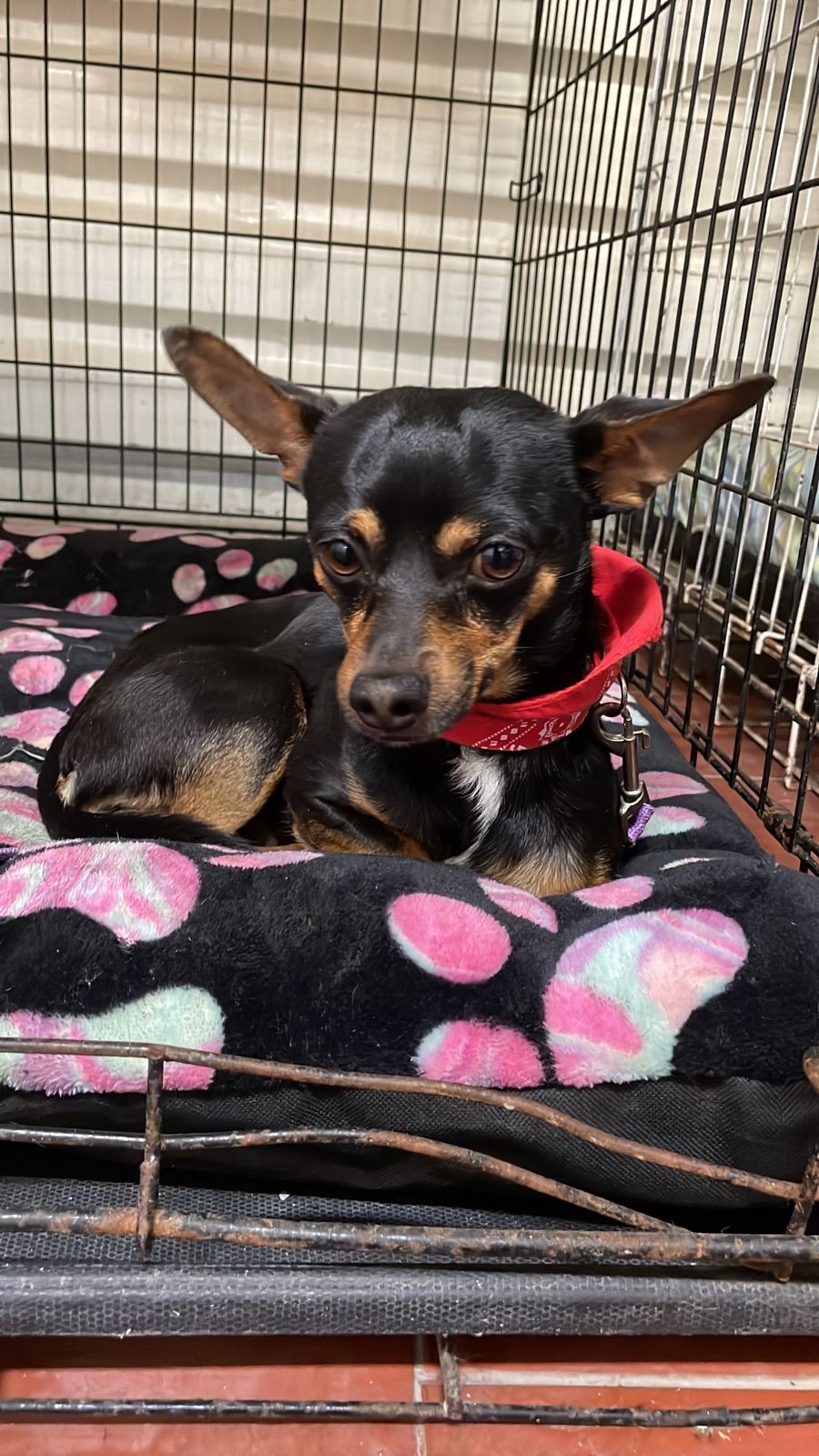 Mito, canino puesto en adopción