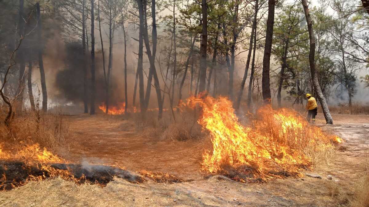 Se registra un incendio forestal en Bosque de el Centinela en Zapopan