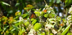 Juntos por las flores silvestres y la Mariposa Monarca es una iniciativa de Air Wick y World Wildlife Fund para cuidar el medio ambiente.
