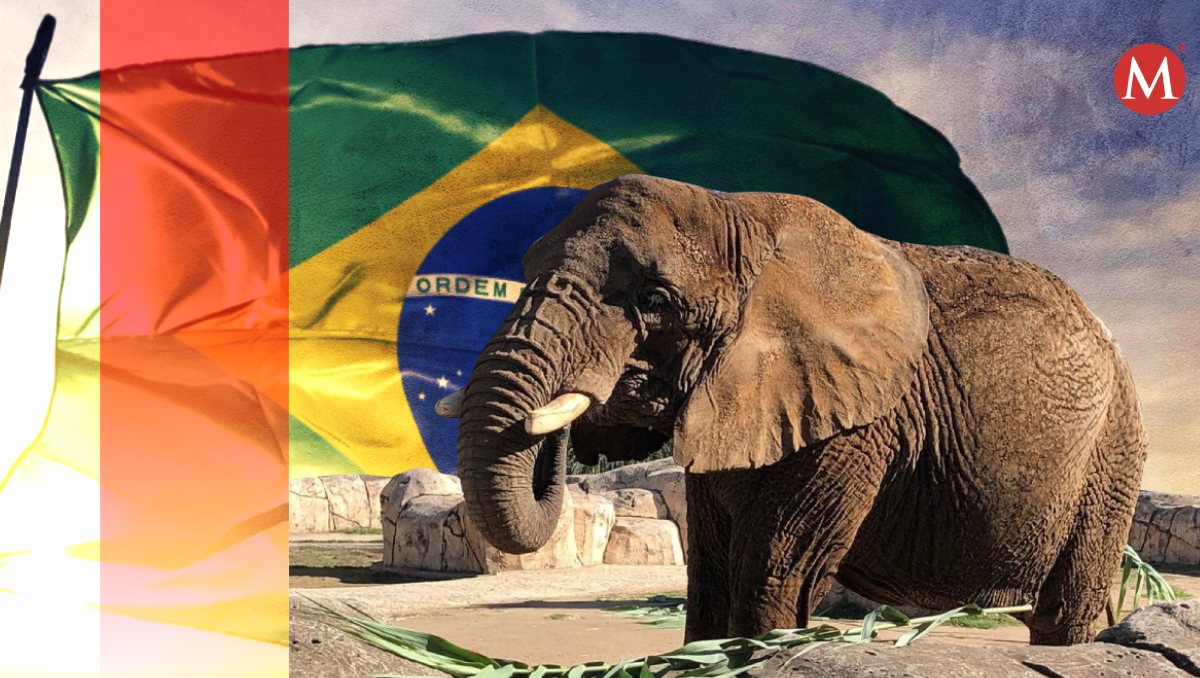 La elefanta 'Ely' reside en el Zoológico de Aragón.
