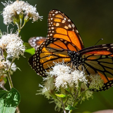 Mariposa Monarca | Especial