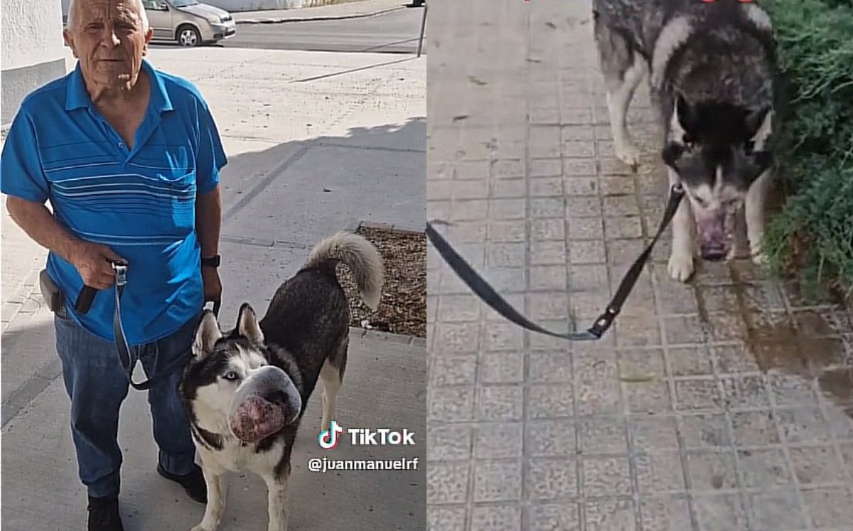 Rex fue operado con éxito del tumor que presentaba | TikTok @juanmanuelrf