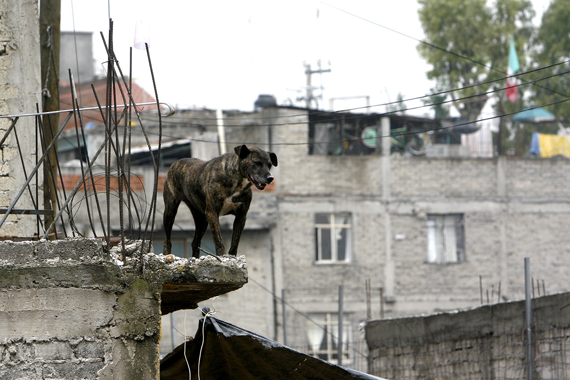 Diputado de CdMx propone 5 años por maltrado de  perros