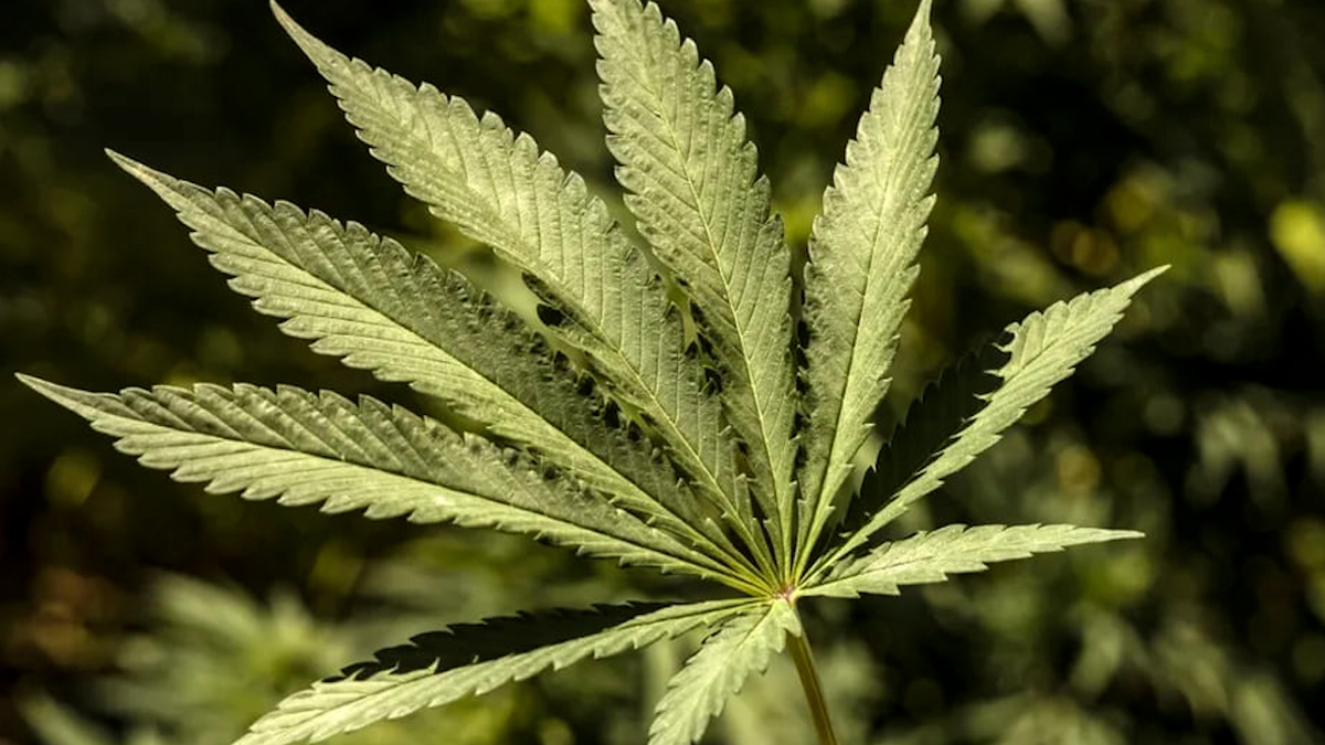 En Oaxaca, desmantelan laboratorio que producía dulces con mariguana