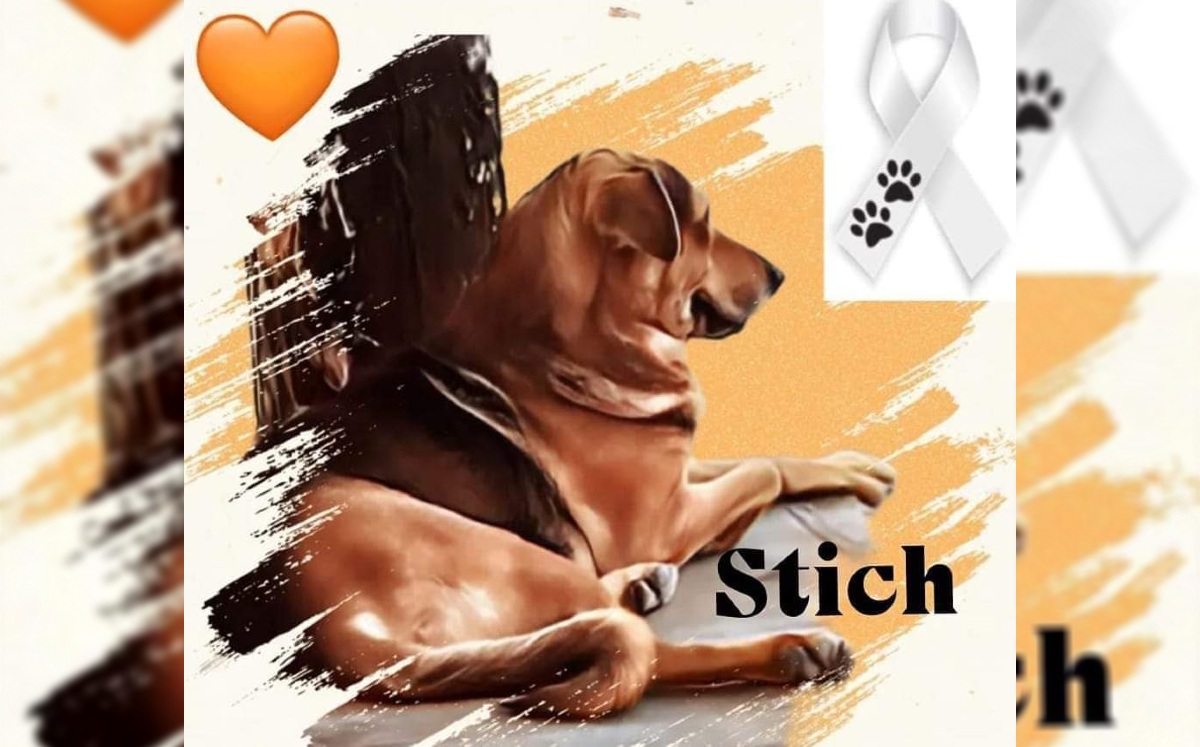 Stich, el perro, a pesar de recibir atención médica, murió a causa de las lesiones causadas por la agresión (Especial)