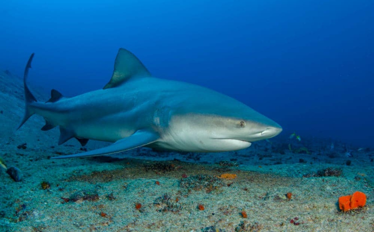 Los tiburones toro son una de las especies más agresivas del mundo. | Dianik Flores
