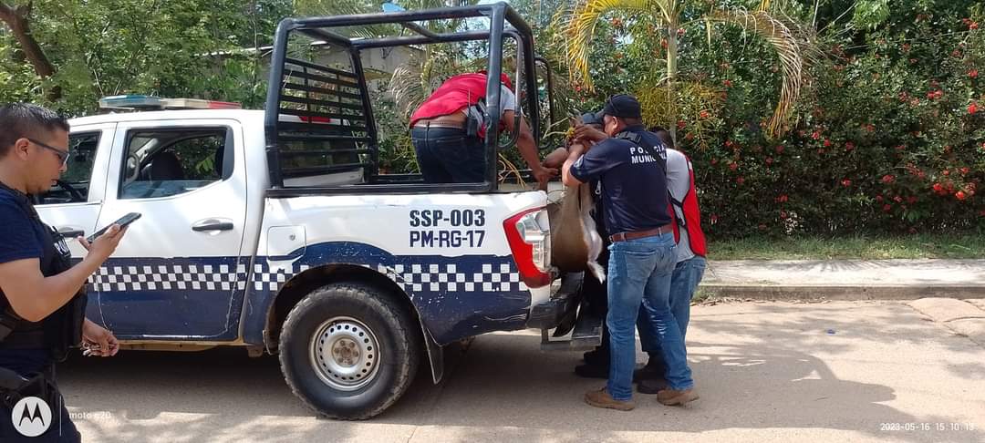 Venado rescatado en Veracruz siendo trasladado en una patrulla. (Especika)