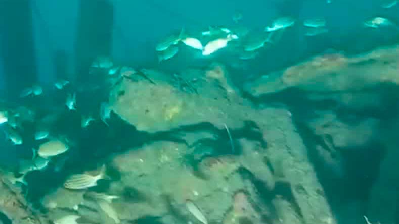 Así avanza la investigación del barco de Greenpeace en el puerto de Veracruz