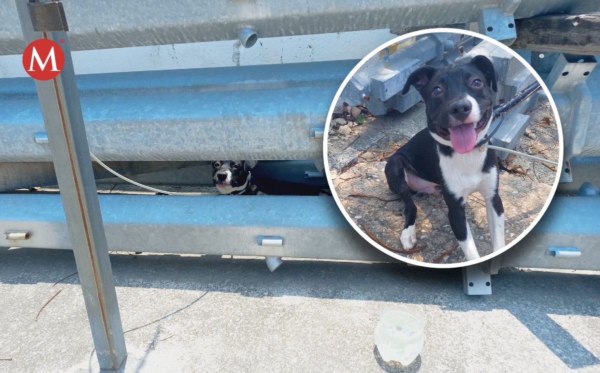Buscan a dueño de perro abandonado en calle de Tampico