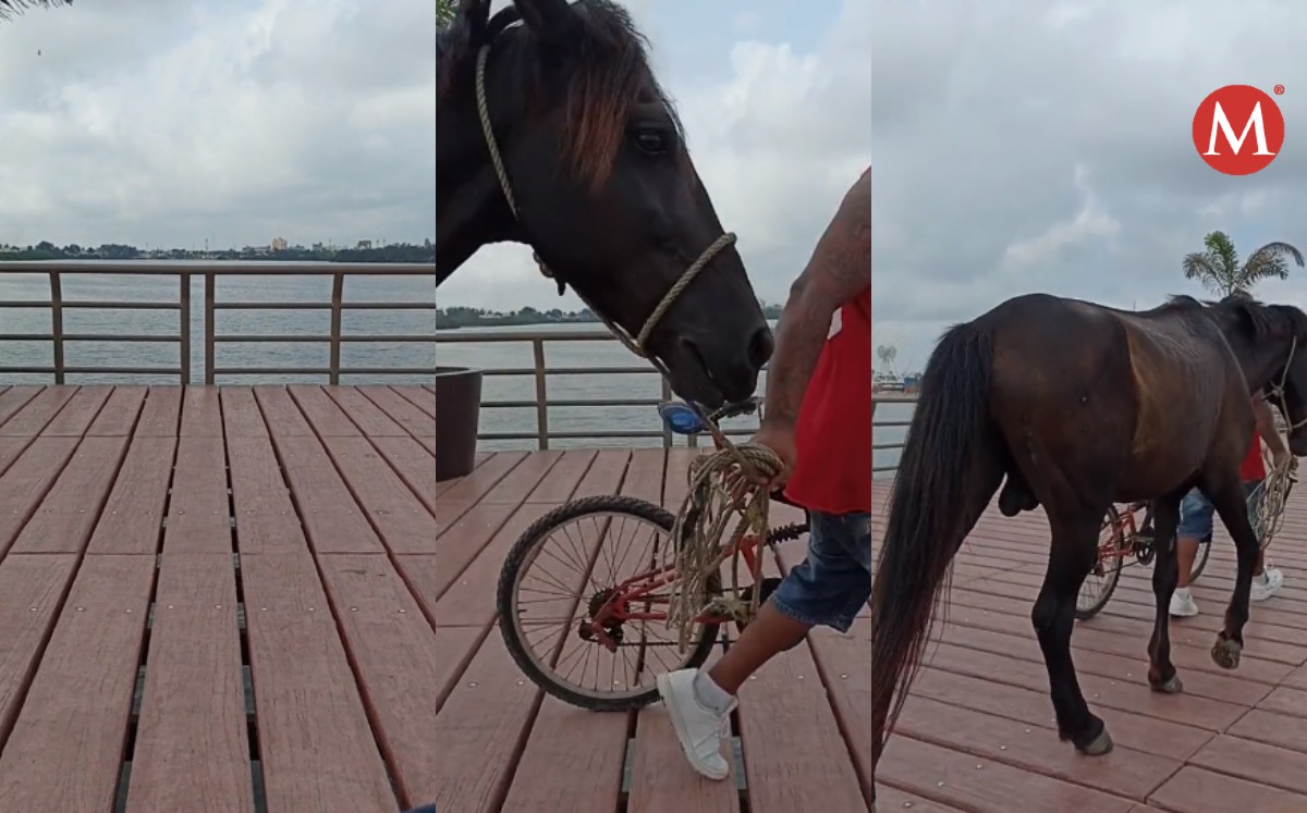 Caballo pasea por puente de la laguna del Carpintero | VIDEO
