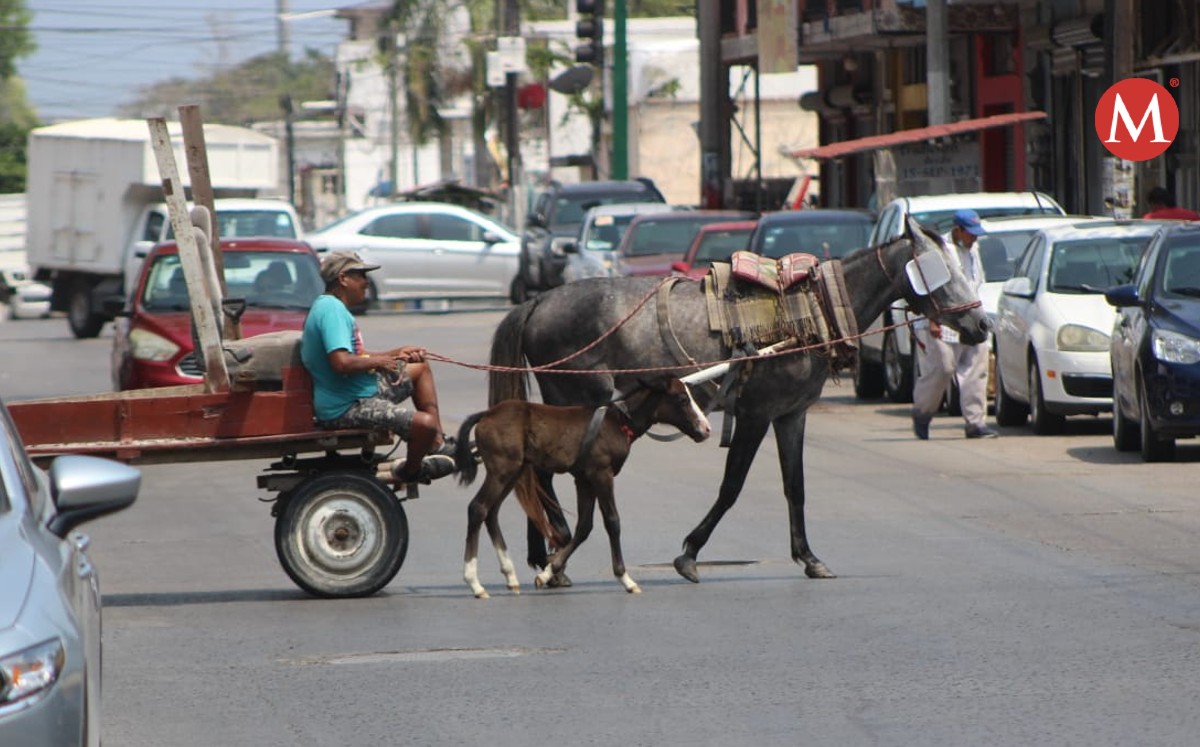 Carretoneros maltratan a equinos en la zona sur de Tamaulipas