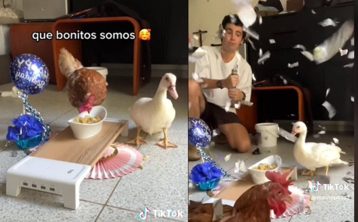 Tiktoker cuenta las aventuras de su gallina y su pato/@maulopezzz